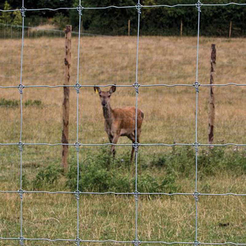 Filed Fence Mesh, Deer Mesh, Hinge Joint Mesh